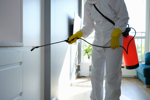 Best Black Mold Remediation in El Centro, CA