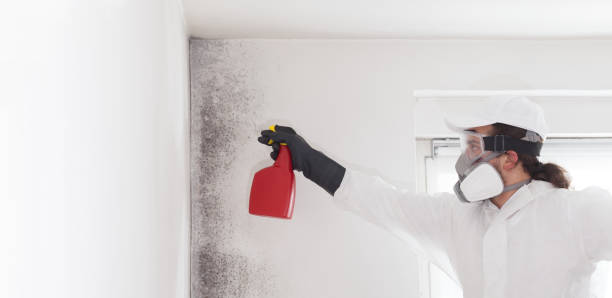Best Bathroom Mold Remediation in El Centro, CA