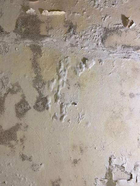Best Emergency Mold Remediation in El Centro, CA