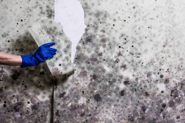 Professional Mold Remediation in El Centro, CA