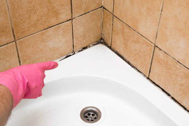 Best Preventive Mold Services in El Centro, CA